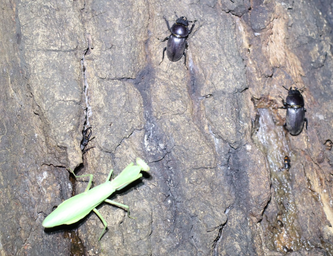 コクワガタ1♂2♀、ハラビロカマキリ♀_No.5のクヌギ_クワガタ達のオアシス_2023年9月27日19時10分 気温24.5度